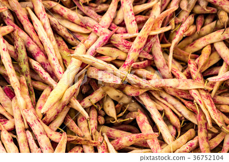 Cranberry beans for sale 36752104
