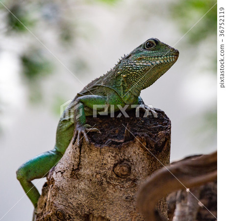 Chinese Water Dragon 36752119