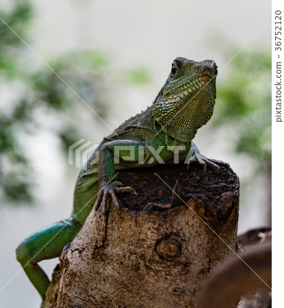 Chinese Water Dragon 36752120