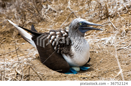 Blue Footed Booby Sitting in Nest Blue Footed Booby Sitting in Nest 36752124