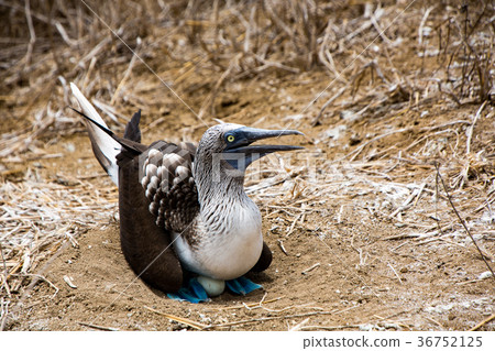 Blue Footed Booby Sitting in Nest 36752125