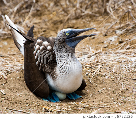 Blue Footed Booby Sitting in Nest Blue Footed Booby Sitting in Nest 36752126