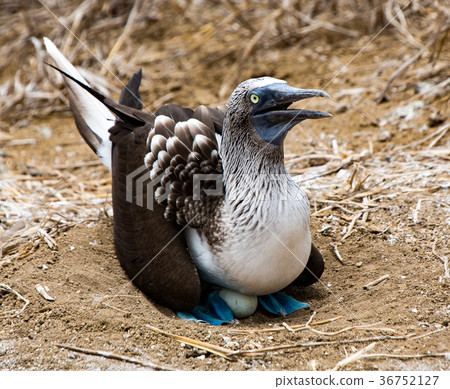 Blue Footed Booby Sitting in Nest Blue Footed Booby Sitting in Nest 36752127
