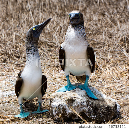 Blue Footed Boobies Blue Footed Boobies 36752131