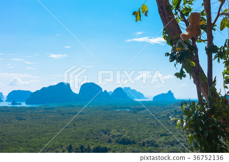 a doll bear sit on the tree a doll bear sit on the tree 36752136