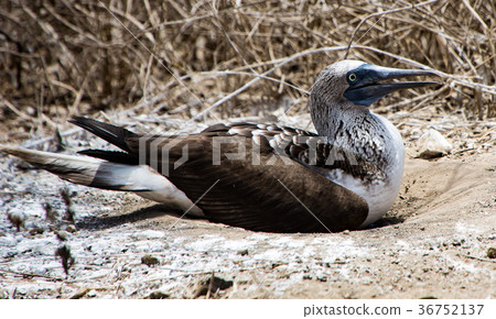 Blue Footed Booby Sitting in Nest 36752137