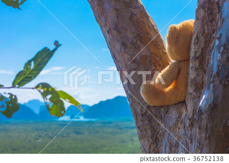 a doll bear sit on the tree 36752138
