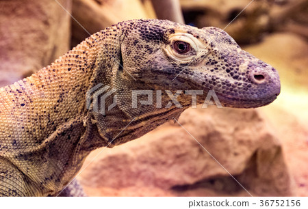 Monitor Lizard 36752156