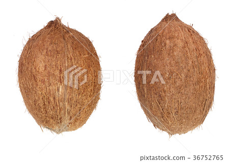 two whole coconut isolated on white background 36752765