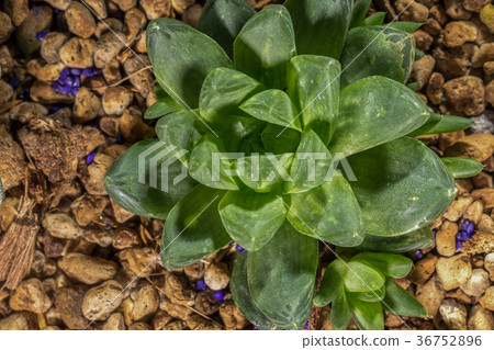 Cactus species "Haworthia". 36752896