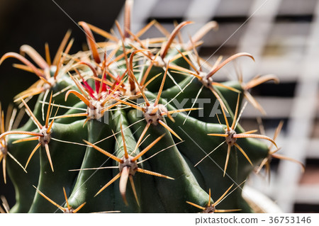 Cactus. Clouse up. 36753146