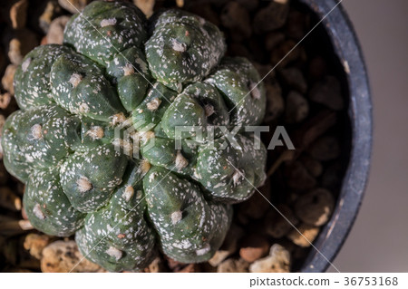 Cactus. Clouse up. 36753168