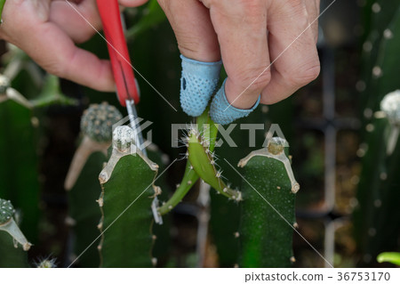 Cactus. Clouse up. Cactus. Clouse up. 36753170