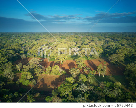 Green trees in forest 36753448