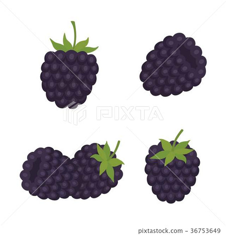 Blackberry. Sweet fruit. Forest berry. vector 36753649