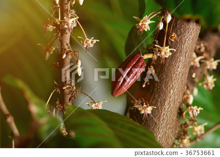 Close up of cacao blooming tree Close up of cacao blooming tree 36753661