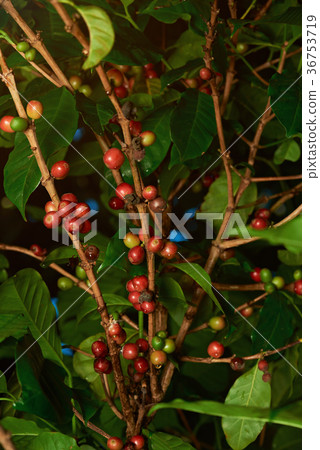 Red raw coffee beans 36753719