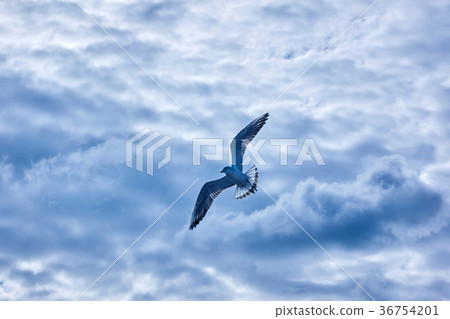 gulls flying in the sky 36754201