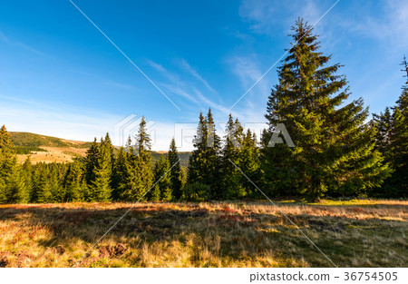 Conifer forest in Carpathian mountain Landscape Conifer forest in Carpathian mountain Landscape 36754505