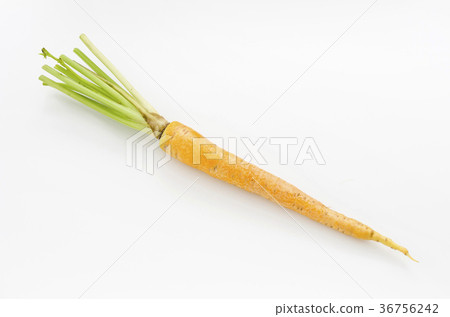 Island carrot Island carrot 36756242