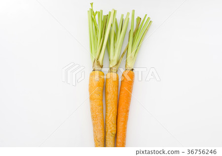 Island carrot 36756246