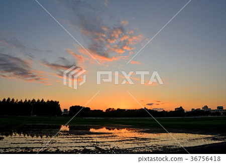 Minuma Nada: Minuma Sunset 36756418