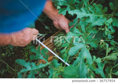 field, harvest, crop 36757954