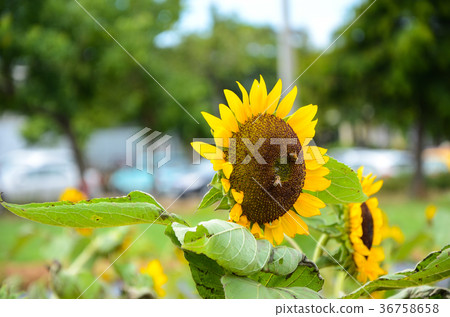 Sunflower, Sunflower, Chaoyang flower 36758658