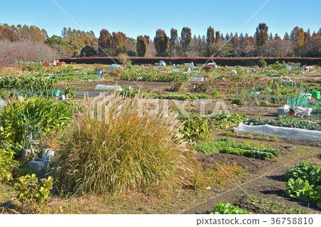 Minuma Nada: Minuma Green Center Public Farm 36758810
