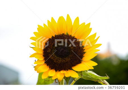 向日葵,向日葵,朝陽花 向日葵,向日葵,朝陽花 36759201