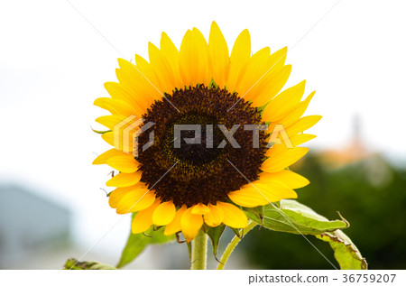 向日葵,向日葵,朝陽花 向日葵,向日葵,朝陽花 36759207