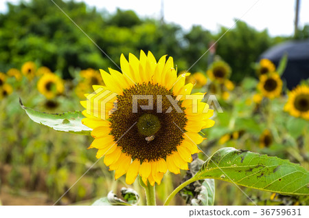 Sunflower, Sunflower, Chaoyang flower Sunflower, Sunflower, Chaoyang flower 36759631