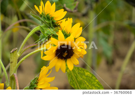 向日葵,向日葵,朝陽花 向日葵,向日葵,朝陽花 36760068