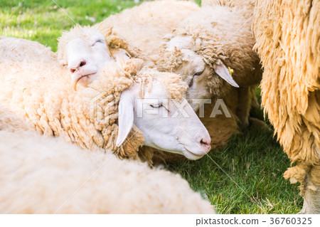 Sheep on green grass Sheep on green grass 36760325