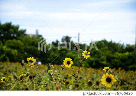 向日葵，向日葵，朝陽花 36760420