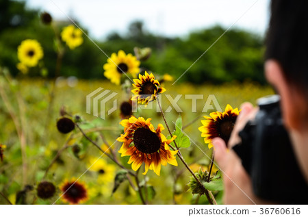向日葵，向日葵，朝陽花 36760616