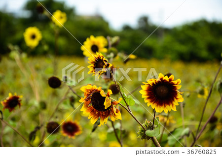 向日葵,向日葵,朝陽花 向日葵,向日葵,朝陽花 36760825