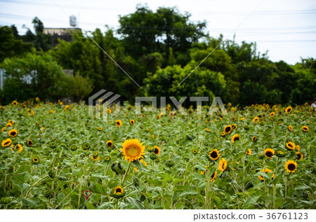 向日葵,向日葵,朝陽花 向日葵,向日葵,朝陽花 36761123
