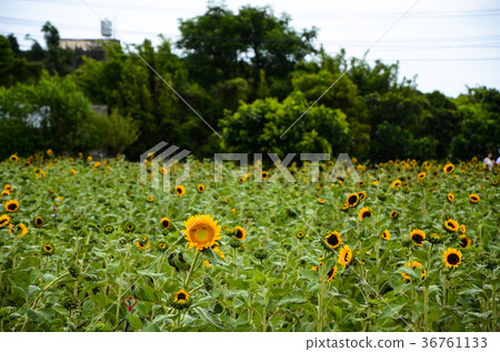 向日葵，向日葵，朝陽花 36761133