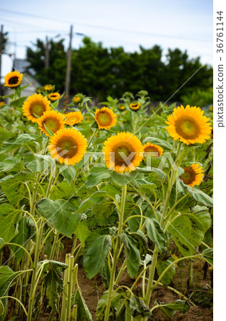 向日葵，向日葵，朝陽花 36761144