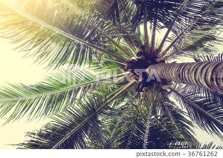 Coconut palm tree Coconut palm tree 36761262