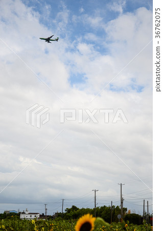 飛機，向日葵 36762075
