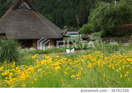Miyama Kyoto Old Village Miyama Kyoto Old Village 36762300