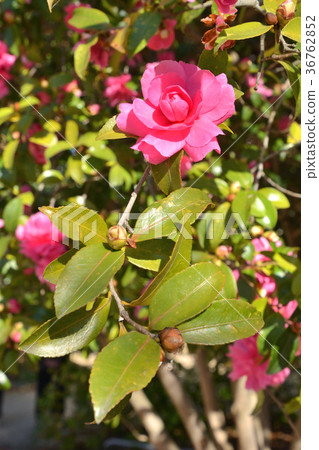 Tree: Sasanuka Tsubaki 36762852