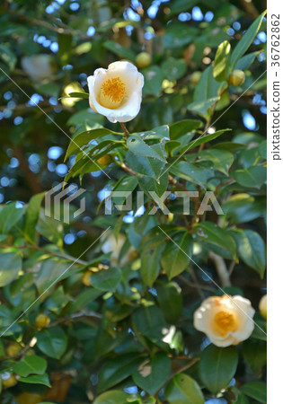 Tree: Sasanuka Tsubaki 36762862