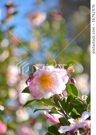 Tree: Sasanuka Tsubaki 36762876