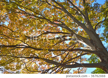 Trees: zelkova 36762888