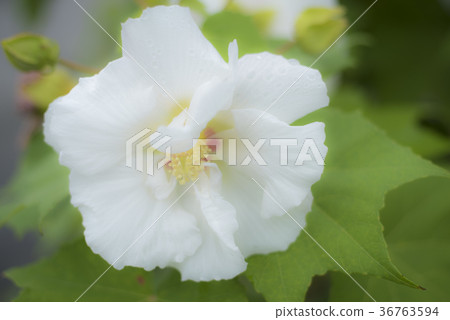 軟焦點的Suifou花瓣 36763594