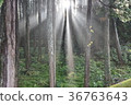 Mountain forest sunrise 36763643