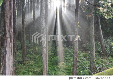 Mountain forest sunrise Mountain forest sunrise 36763643